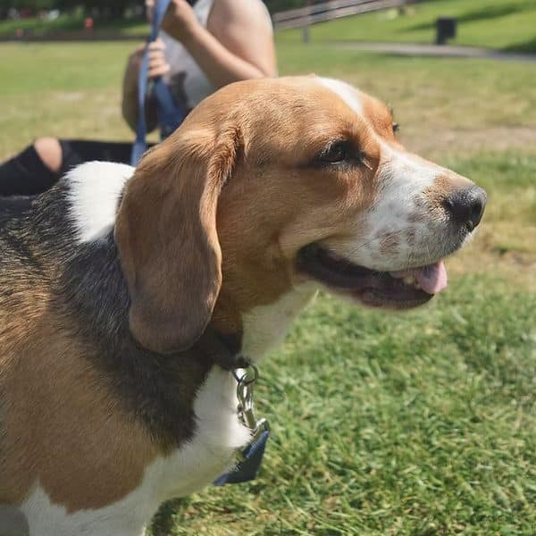 beagle.
