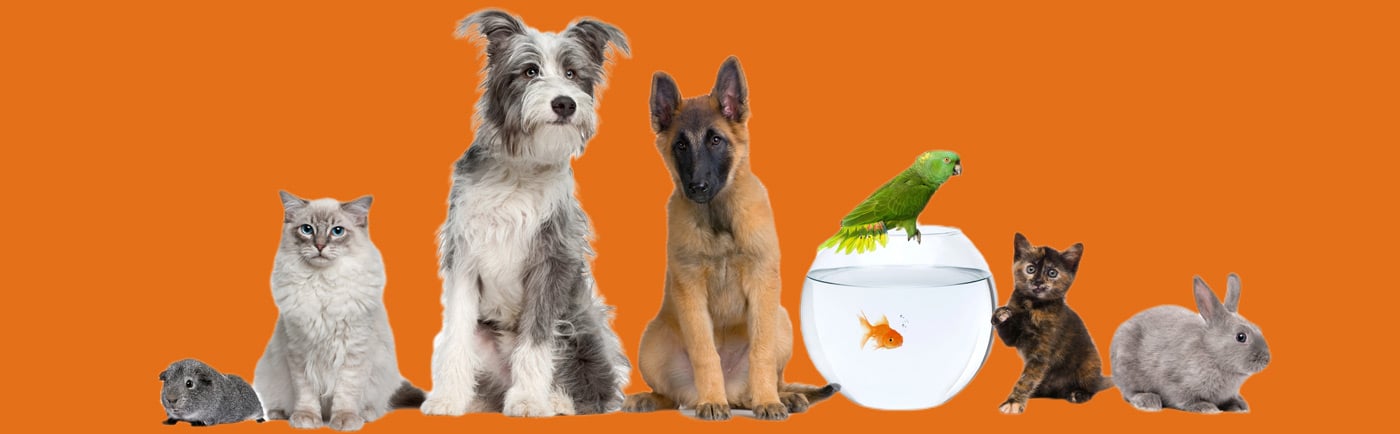 pets-mobile pets.