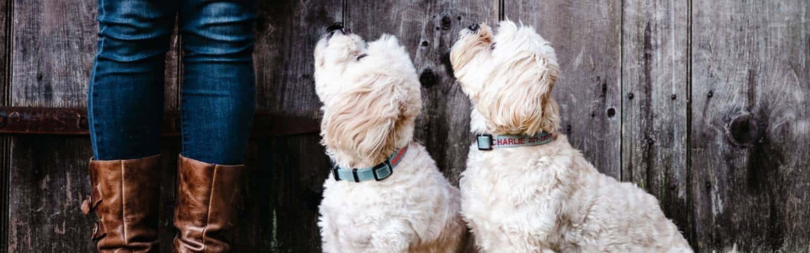 2 dogs looking up 2 dogs looking up at a person.