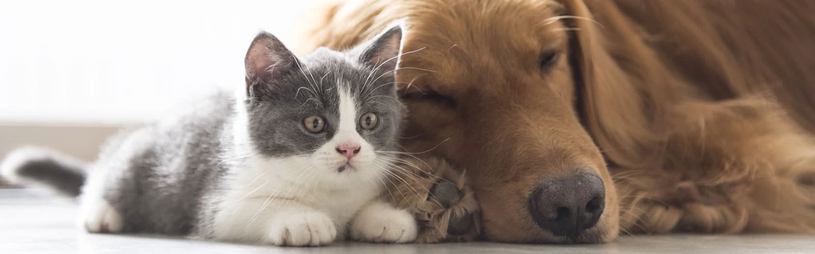 cat-and-dog-together cat and dog.