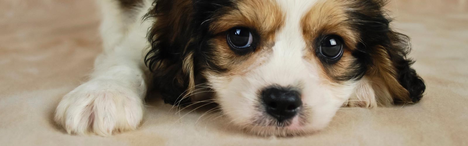 cavachon puppy.