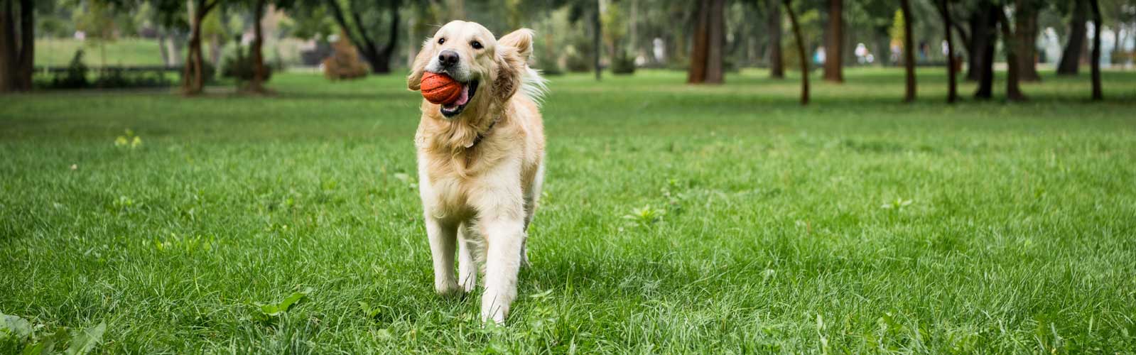 golden-retriever golden retriever.