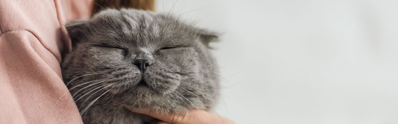 gray-cat gray cat.
