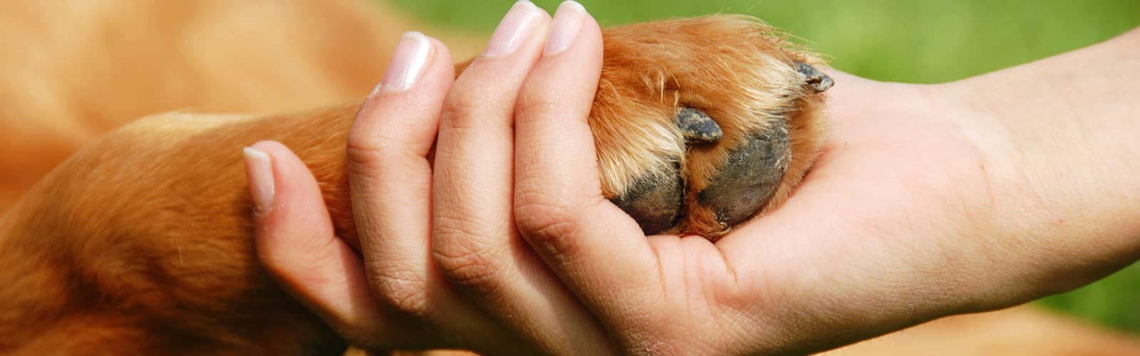 paw-in-hand person holding a dog's paw.