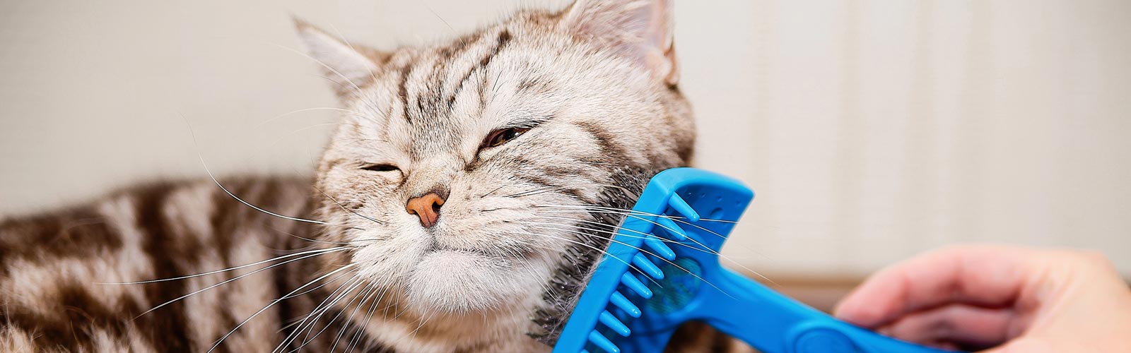 someone-brushing-a-cat someone brushing a cat.